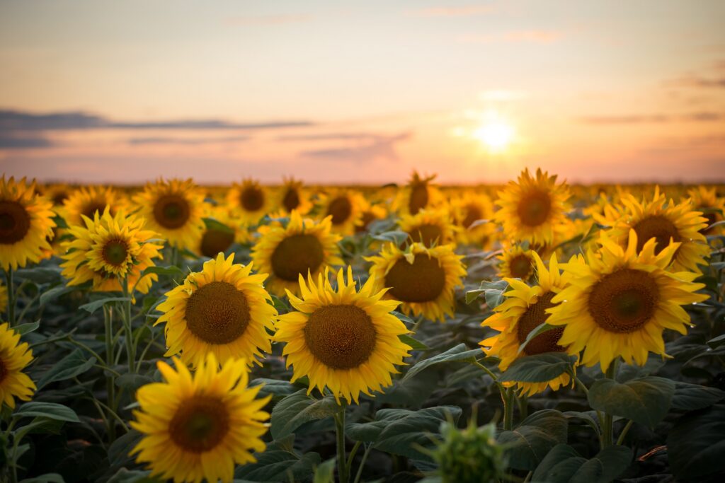 Un gen del girasol, la clave de la tecnología HB4