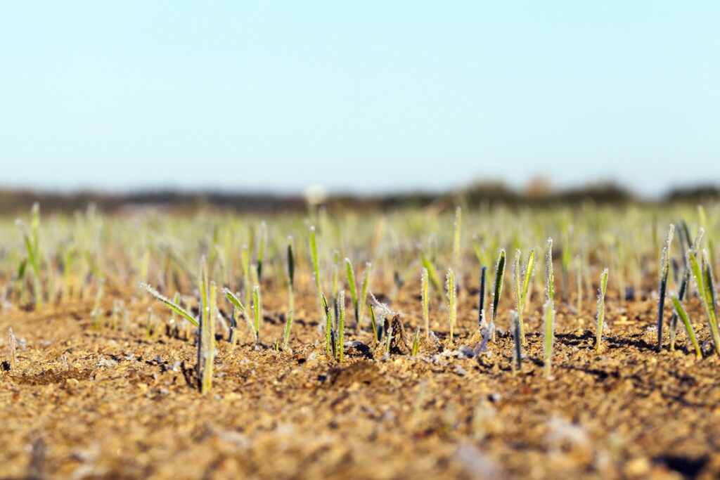 Altas sequías: Bolivia sufre una dura pérdida en su producción de soya