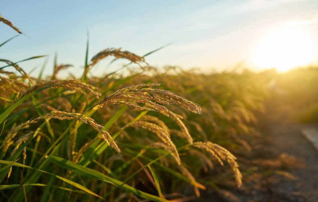 Los beneficios de la biotecnología: el caso del arroz dorado de Filipinas