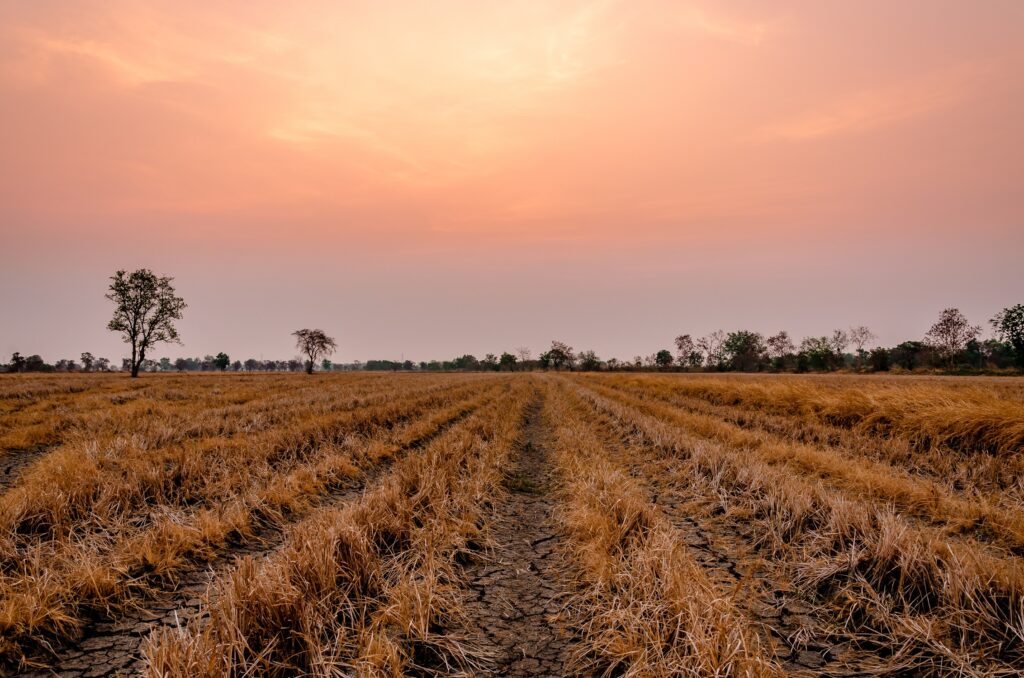 Australia: las sequías y la tecnología HB4 como solución a la caída de la producción