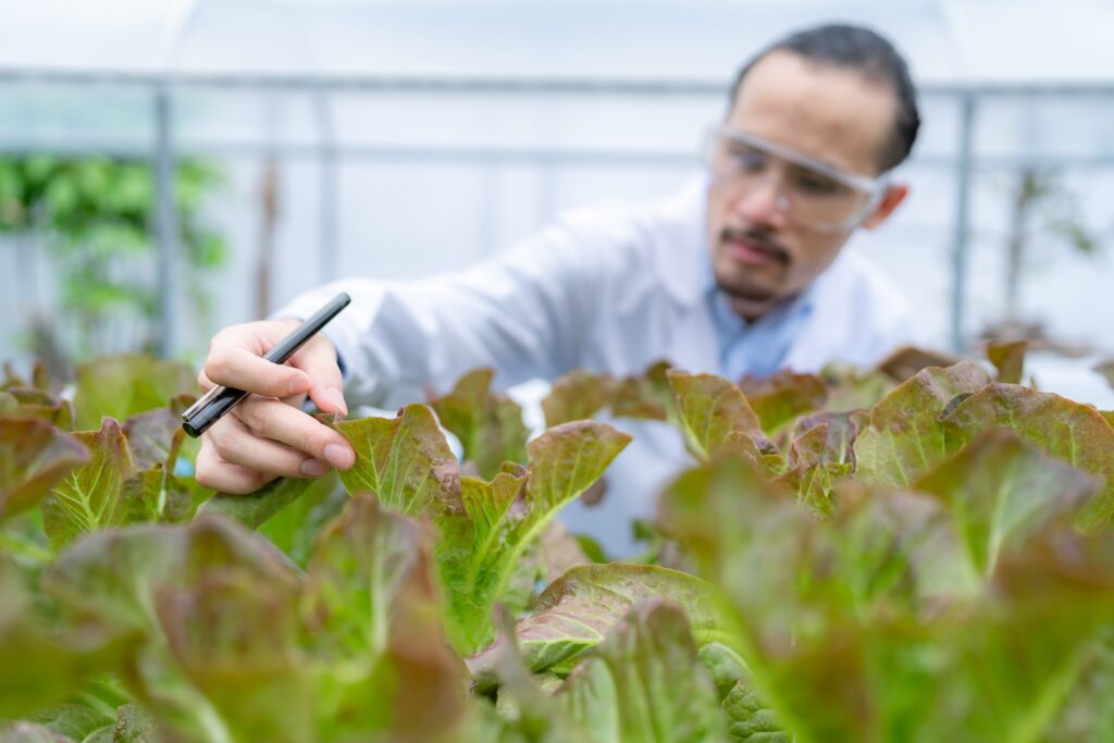 Paso a paso: ¿cómo se desarrolla un cultivo transgénico?