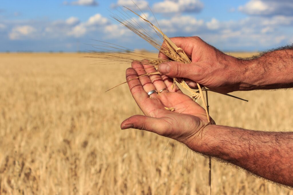 Trigo transgénico: el productor Sergio Urrutia habla de la variedad Paraná HB4