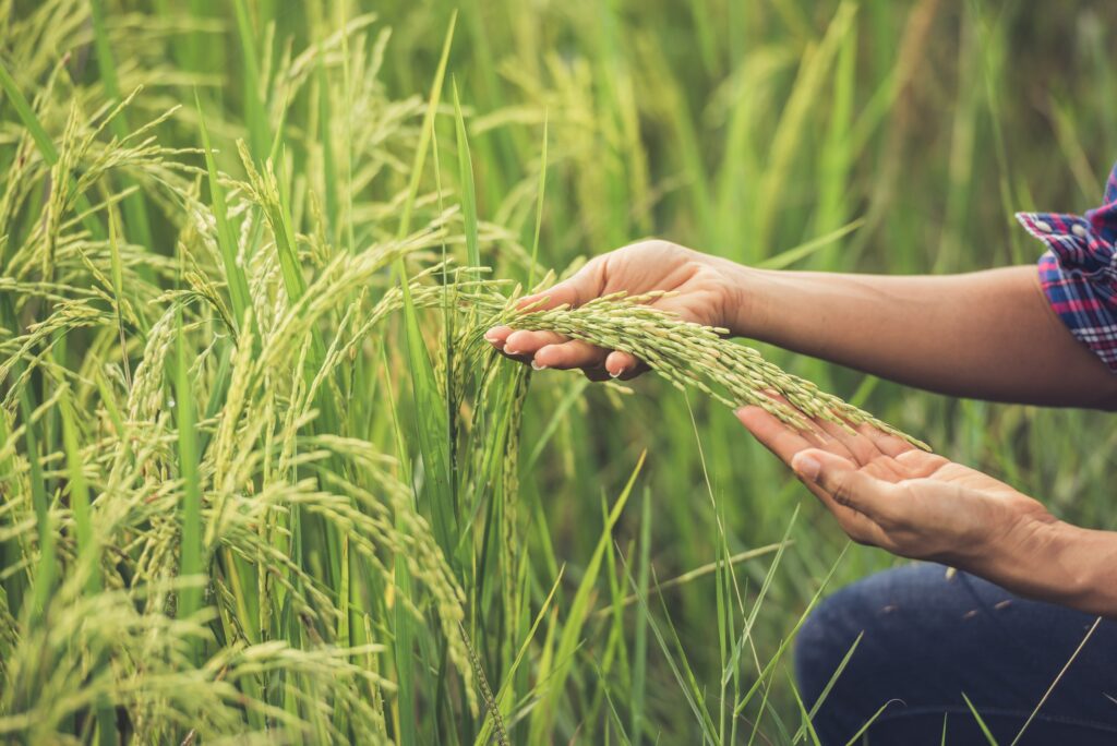 Italia avanza con los cultivos GMs y ensaya con una nueva variedad de arroz