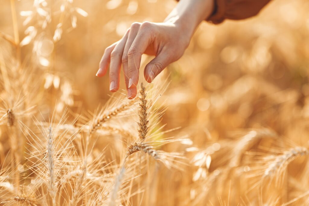 Curiosidades del trigo, el cereal más cultivado del mundo