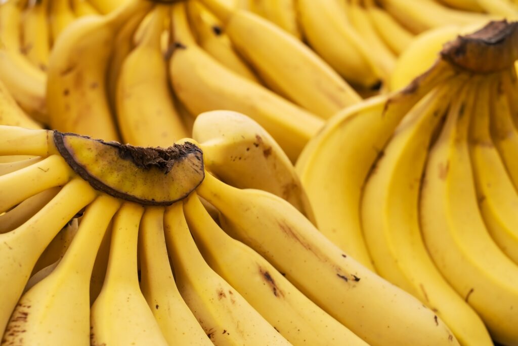 Australia hace historia de la mano del primer banano transgénico aprobado en el mundo