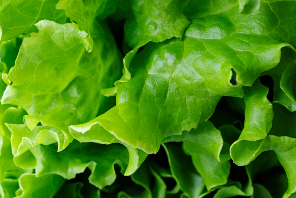 Científicos argentinos desarrollan una nueva variedad de lechuga gracias a la edición génica