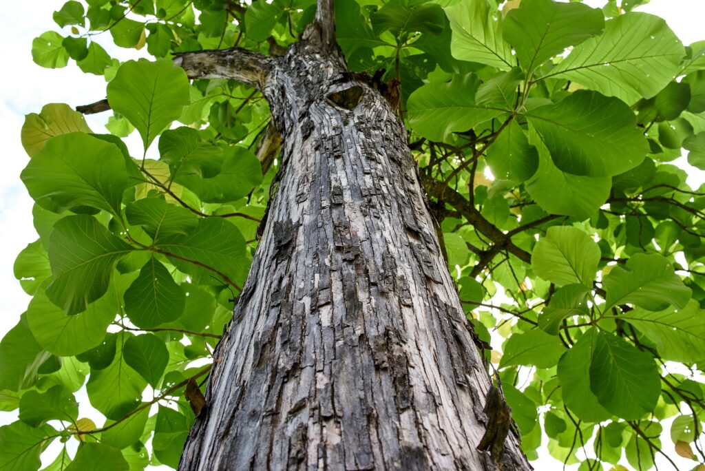 Científicos buscan desarrollar un árbol genéticamente modificado para optimizar la producción de papel